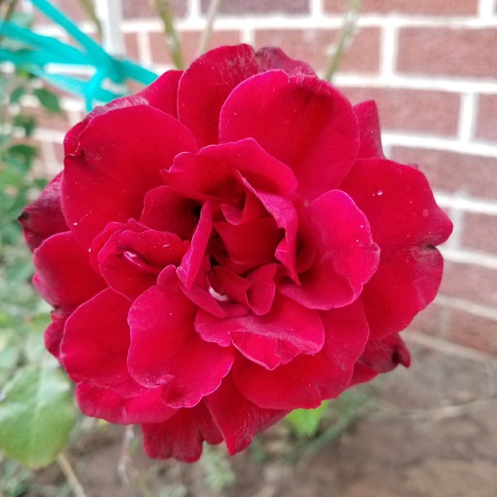 Meet your Posher, Norma